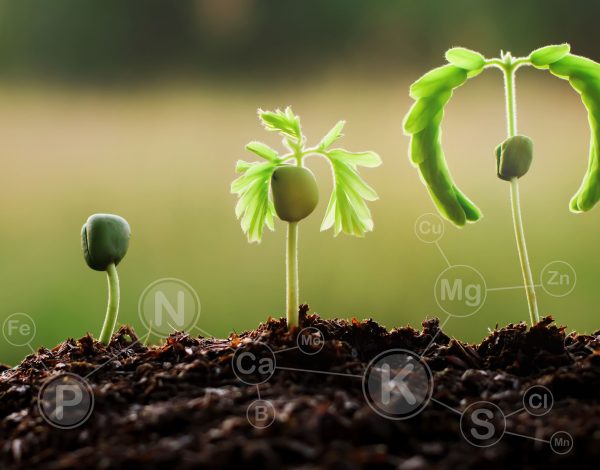 orgonamineralgübre-blog orgonamineralgübre-blog